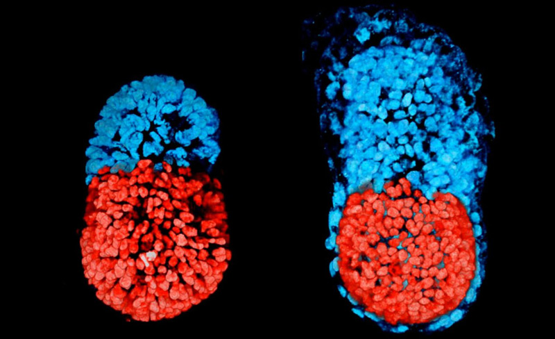 First-Artificial-Embryo