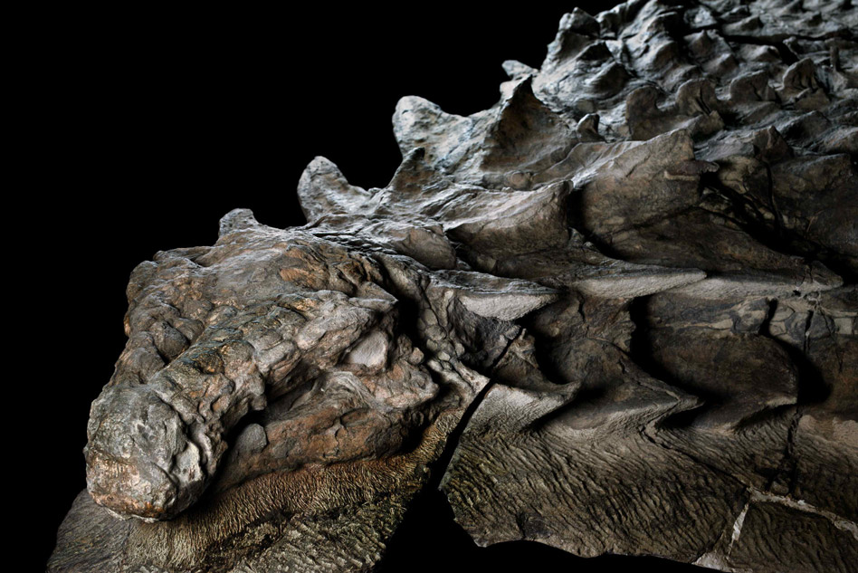 110-Million-Year-Old-Dinosaur-Fossil-1