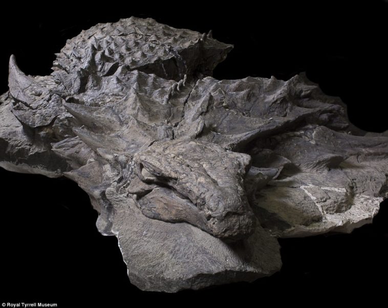 oldest dinosaur fossil