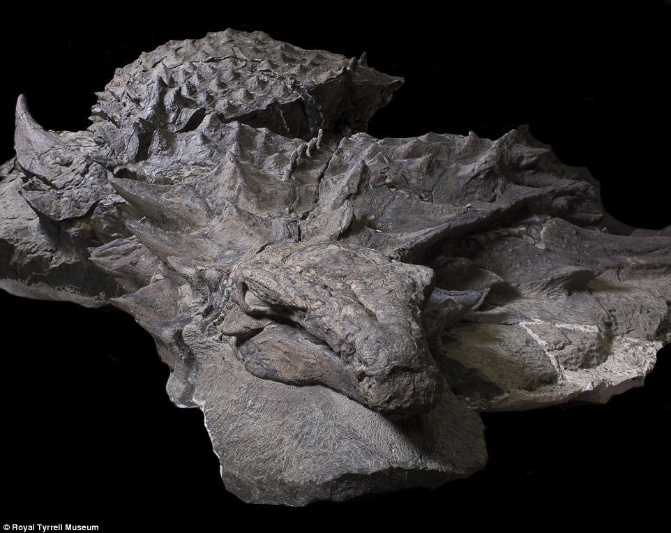 110-Million-Year Old Dinosaur Fossil