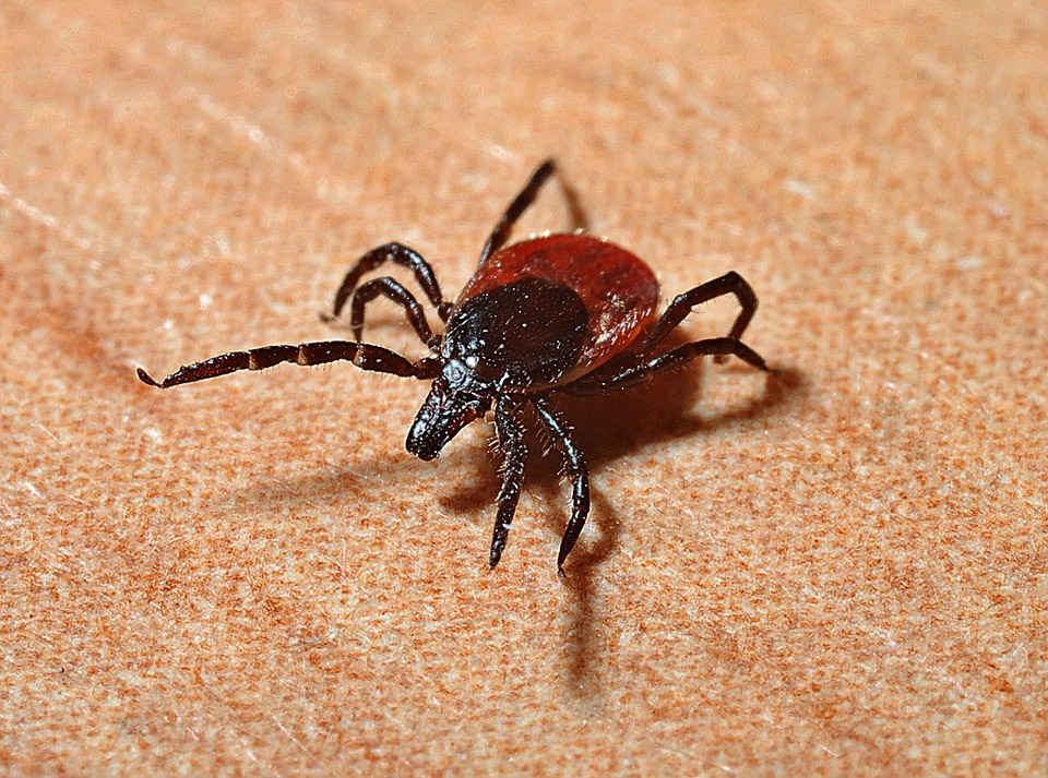 One Bite From This Tick Can Make You Allergic To Red Meat