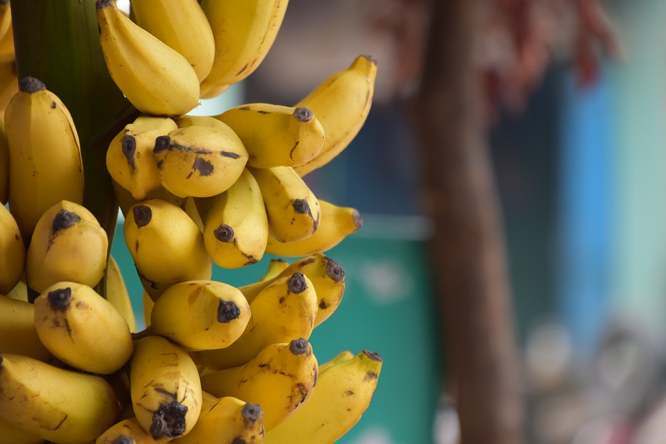 Ripe bananas per day