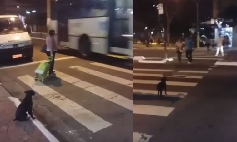 Smart-Dog-Crosses-the-Streets