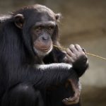 Chinese Researchers and Scientists Add Human Brain Genes to Monkeys