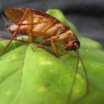 These pests are developing an immunity to pesticides