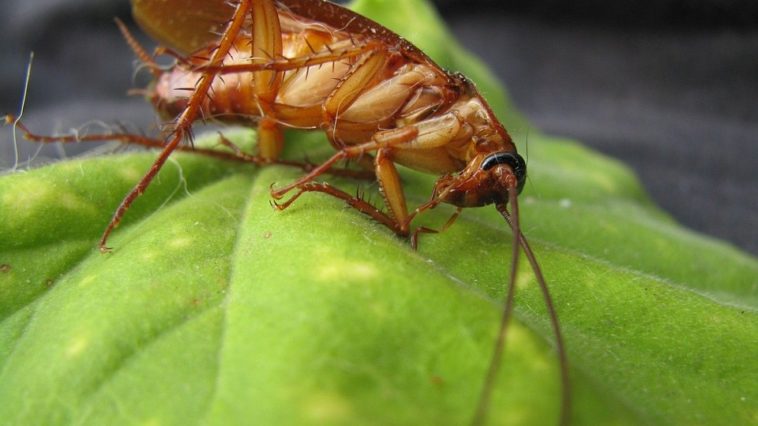 These pests are developing an immunity to pesticides