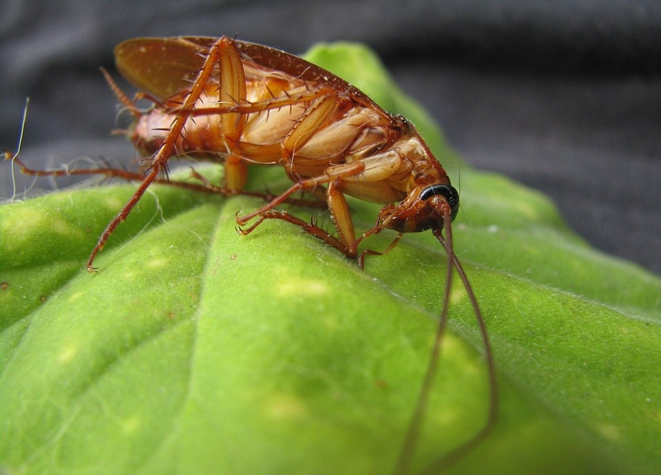 These pests are developing an immunity to pesticides