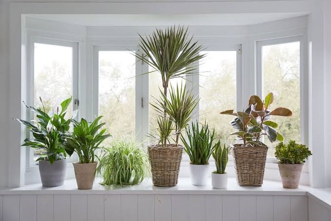 Houseplants to help fight back anxiety